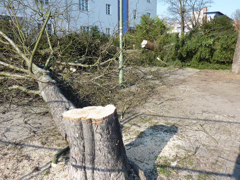 BUND: Baumschutzverordnung schützt keine Bäume bei Bauvorhaben – Reform  längst überfällig