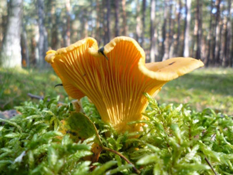 Beliebte Waldpilze - Essbare Pilze erkennen + Fotos - rechtsanwaeltin-janet-seifert.de