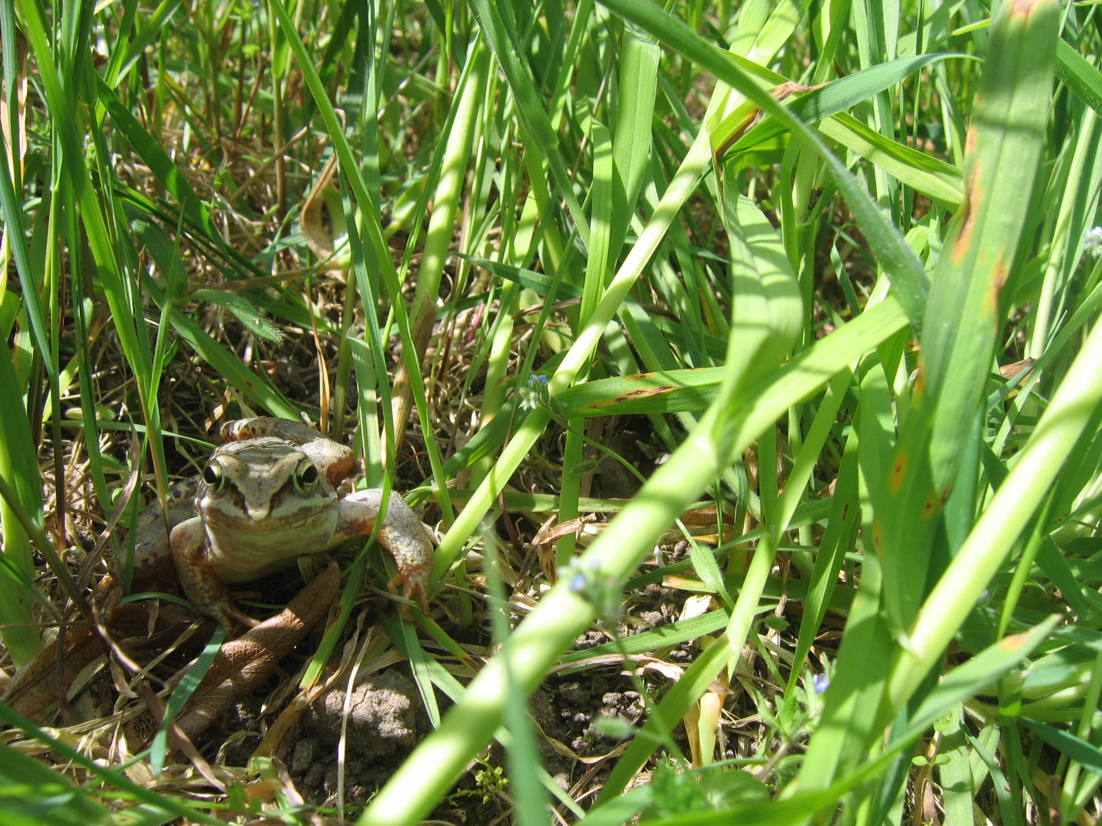 Frosch sitzt im hohen Gras